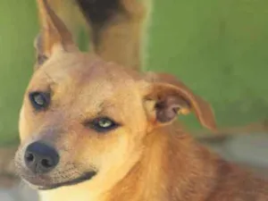 Cachorro raça  idade  nome Lolita