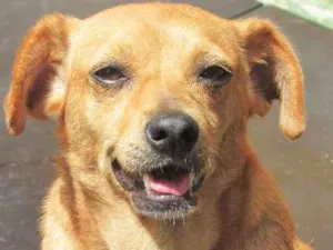 Cachorro raça  idade  nome Papinha Pequena