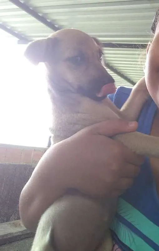 Cachorro ra a SRD idade 2 a 6 meses nome Não tem