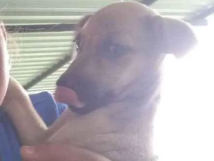 Cachorro ra a SRD idade 2 a 6 meses nome Não tem