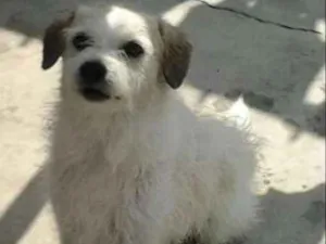Cachorro raça SRD idade 6 ou mais anos nome Ozzy GRATIFICA