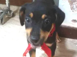 Cachorro raça  idade 2 a 6 meses nome Sem nome
