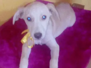 Cachorro raça Srd idade 2 a 6 meses nome Bela