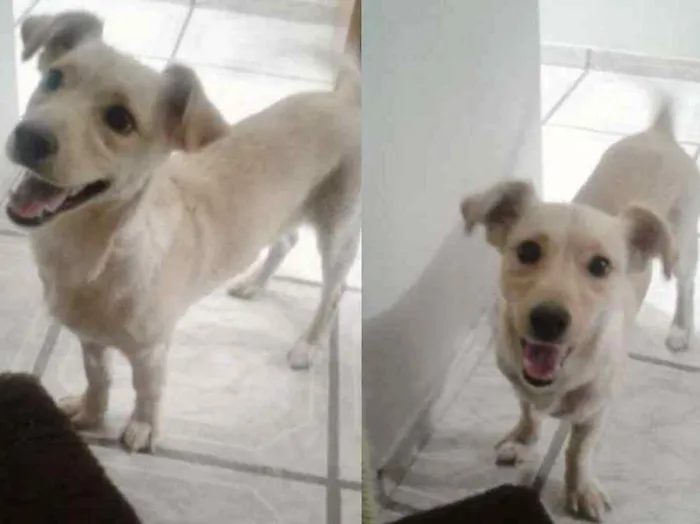 Cachorro ra a Vira lara idade 7 a 11 meses nome BARTHO