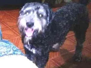 Cachorro raça podle idade 2 anos nome lippe