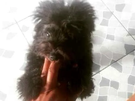 Cachorro ra a Poodle idade 1 ano nome Jake