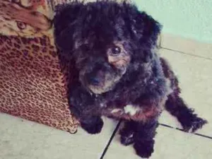 Cachorro raça Poodle idade 1 ano nome Jake