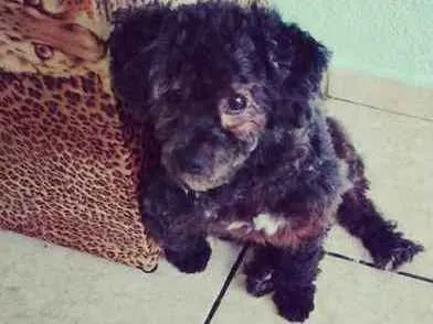 Cachorro ra a Poodle idade 1 ano nome Jake