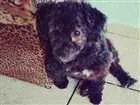 Cachorro raça Poodle idade 1 ano nome Jake
