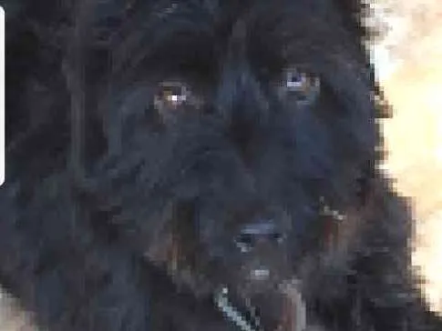 Cachorro ra a SRD idade 4 anos nome Preta