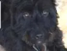 Cachorro raça SRD idade 4 anos nome Preta