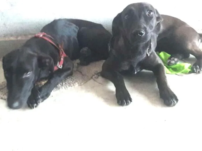 Cachorro ra a Vira lata idade 1 ano nome Puma e Pandora