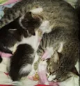 Gatinho