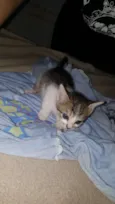 Gatinho