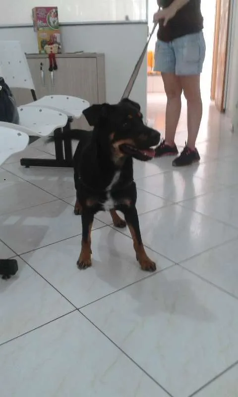 Cachorro ra a Srd idade 1 ano nome Lena