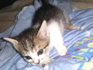Gato raça Rajado idade Abaixo de 2 meses nome Gatinho