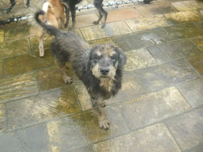 Cachorro ra a SRD idade 2 anos nome Estopinha
