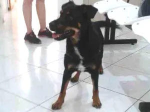 Cachorro raça Srd idade 1 ano nome Lena