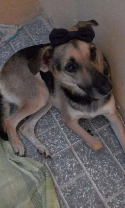 Cachorro raça Srd idade 6 ou mais anos nome Gisele
