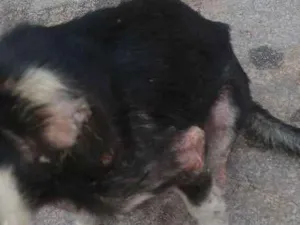 Cachorro raça  idade 1 ano nome Maya