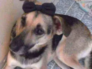 Cachorro raça Srd idade 6 ou mais anos nome Gisele