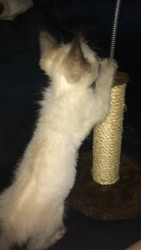 Gato ra a SRD idade Abaixo de 2 meses nome Bobby 