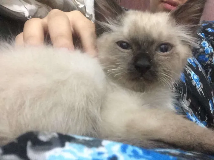 Gato ra a SRD idade Abaixo de 2 meses nome Bobby 