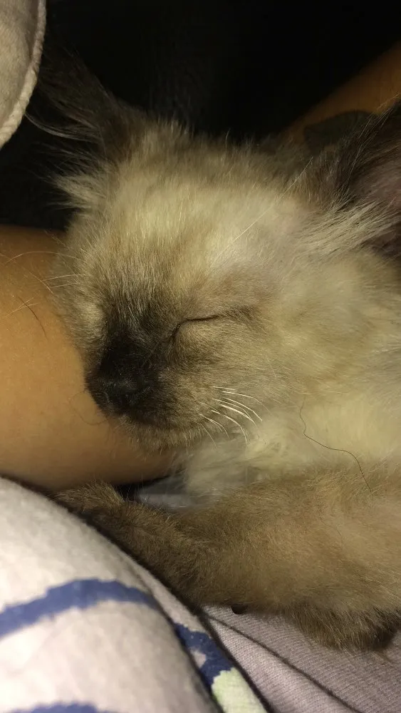Gato ra a SRD idade Abaixo de 2 meses nome Bobby 