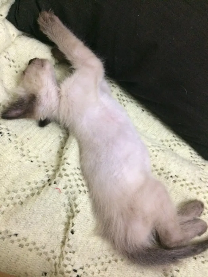 Gato ra a SRD idade Abaixo de 2 meses nome Bobby 