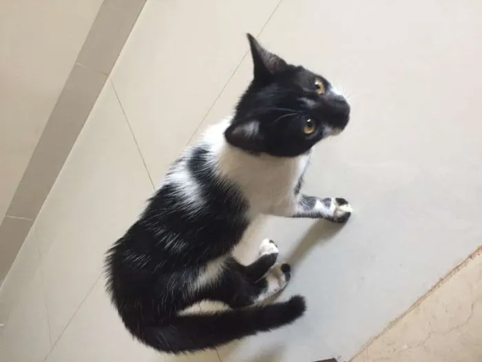 Gato ra a  idade Abaixo de 2 meses nome Sem nome