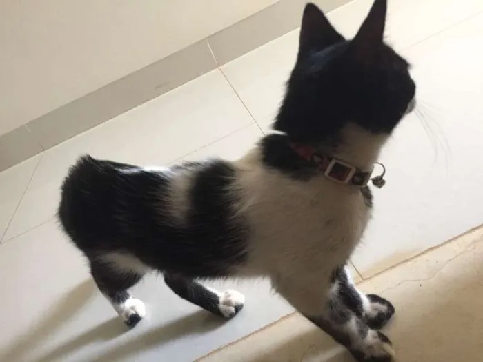Gato ra a  idade Abaixo de 2 meses nome Sem nome