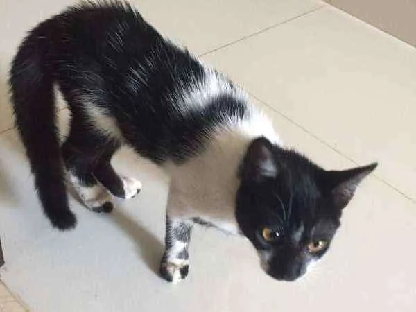 Gato ra a  idade Abaixo de 2 meses nome Sem nome