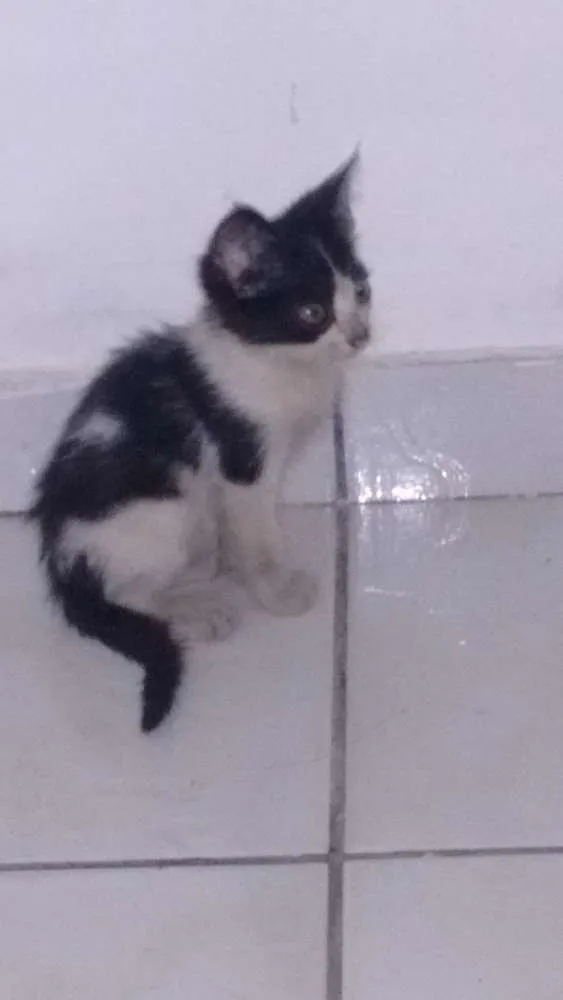 Gato ra a Vira-lata idade Abaixo de 2 meses nome Não coloquei nomes