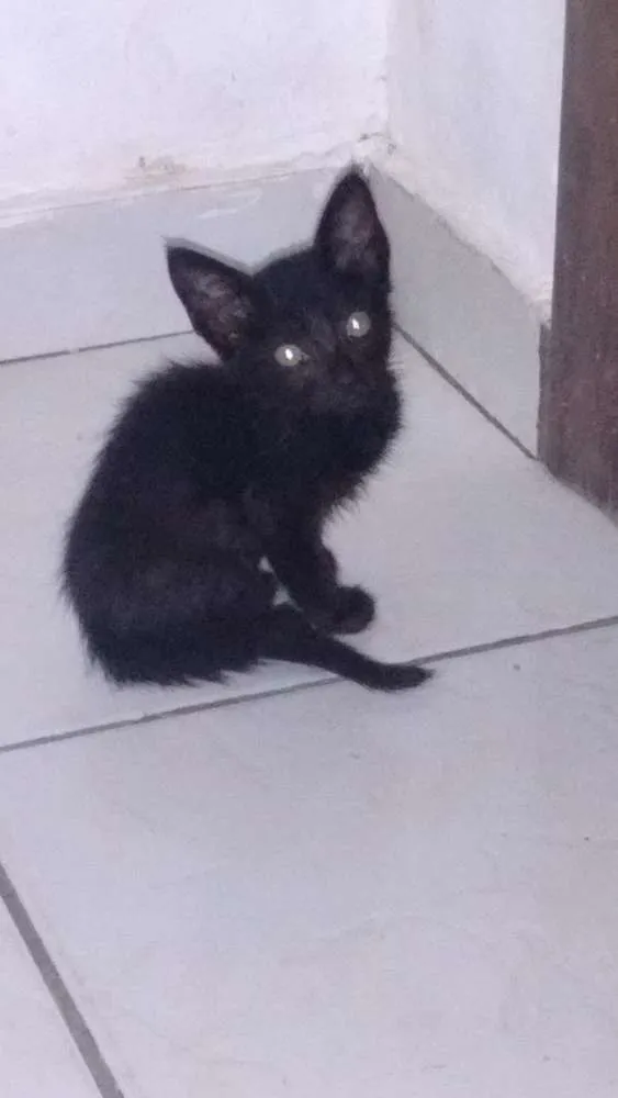Gato ra a Vira-lata idade Abaixo de 2 meses nome Não coloquei nomes
