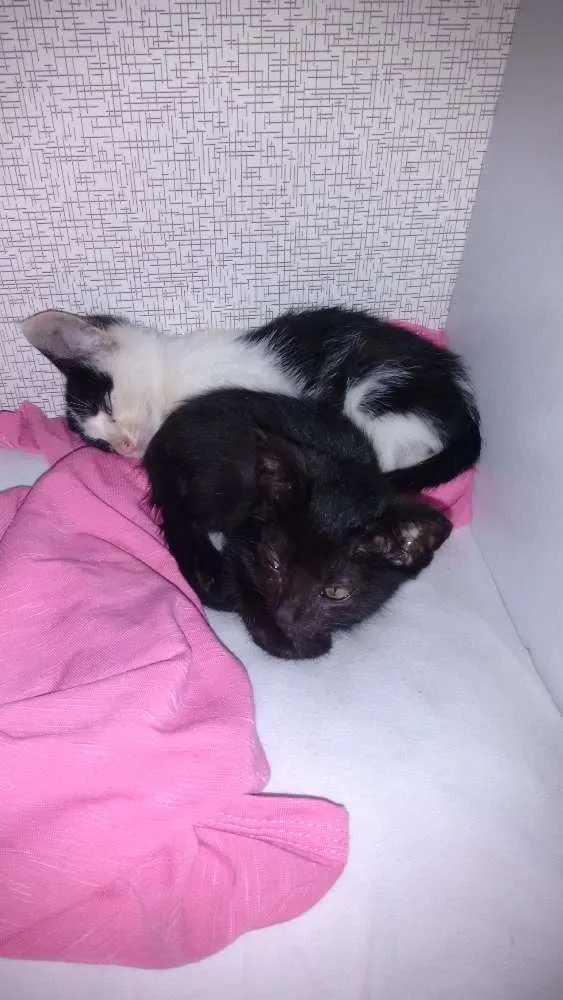 Gato ra a Vira-lata idade Abaixo de 2 meses nome Não coloquei nomes