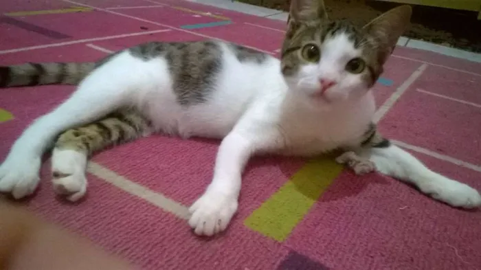 Gato raça ---------- idade 2 a 6 meses nome Quiara