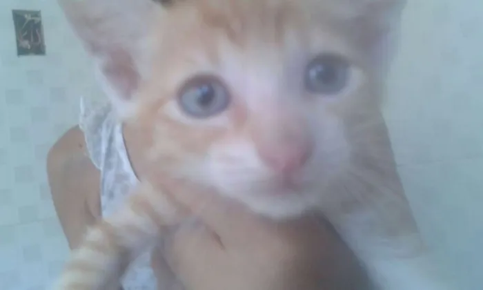 Gato raça Srd idade 2 a 6 meses nome A definir