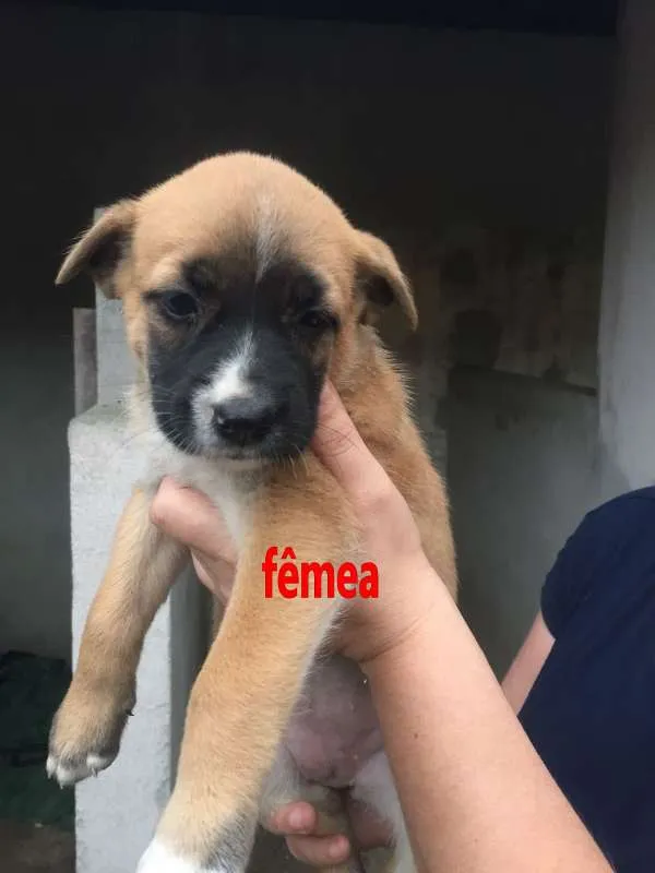 Cachorro ra a srd idade Abaixo de 2 meses nome Filhotes