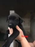 Filhotes