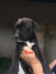 Filhotes