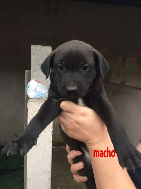 Cachorro ra a srd idade Abaixo de 2 meses nome Filhotes