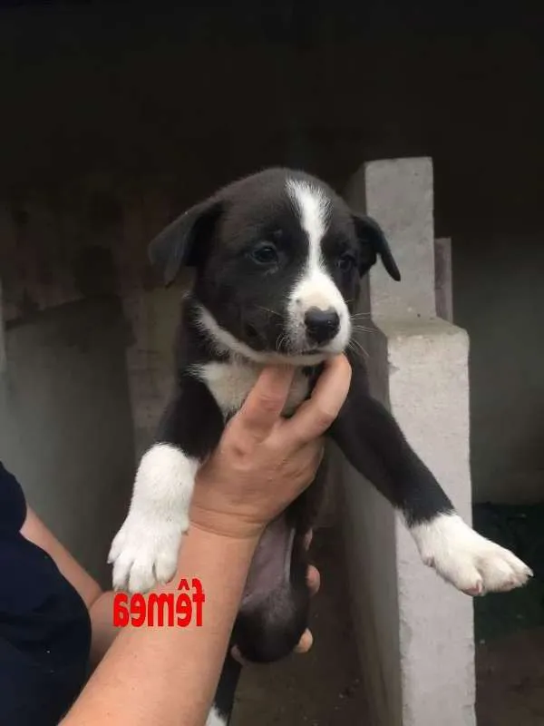 Cachorro ra a srd idade Abaixo de 2 meses nome Filhotes