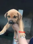 Filhotes