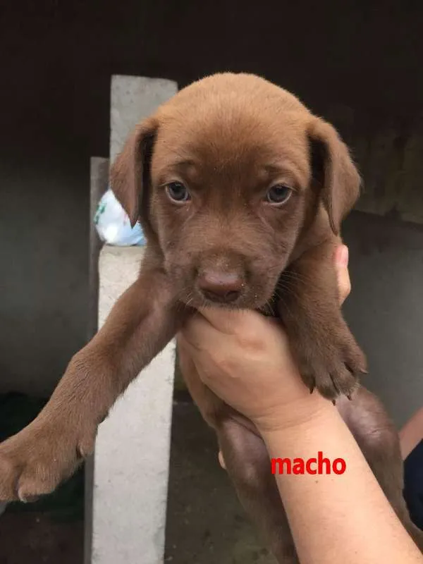 Cachorro ra a srd idade Abaixo de 2 meses nome Filhotes