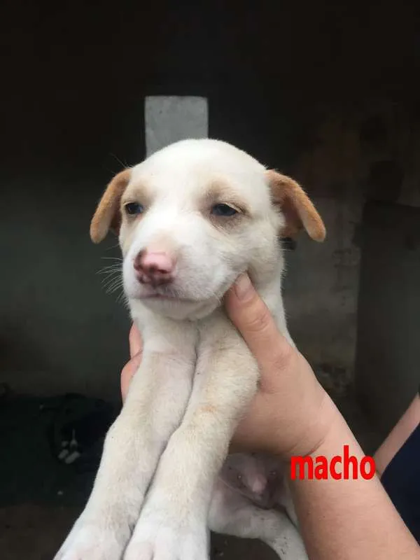 Cachorro ra a srd idade Abaixo de 2 meses nome Filhotes
