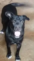 Mel
