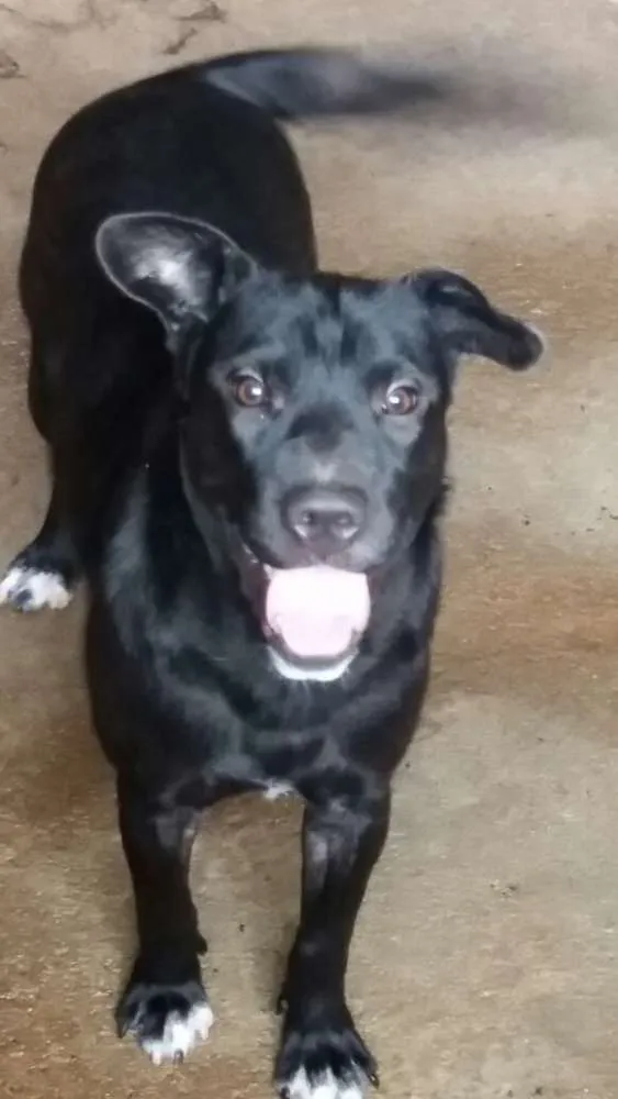 Cachorro ra a Desconhecida idade 1 ano nome Mel