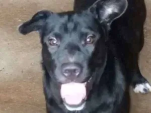Cachorro raça Desconhecida idade 1 ano nome Mel