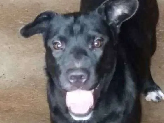 Cachorro ra a Desconhecida idade 1 ano nome Mel
