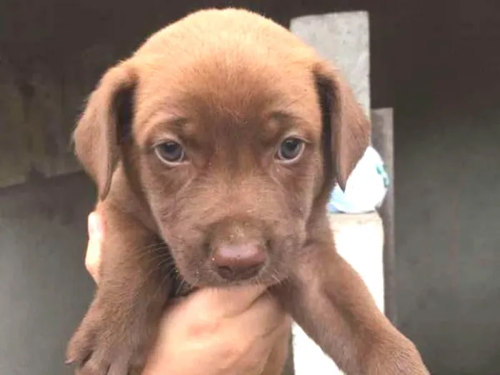 Cachorro ra a srd idade Abaixo de 2 meses nome Filhotes